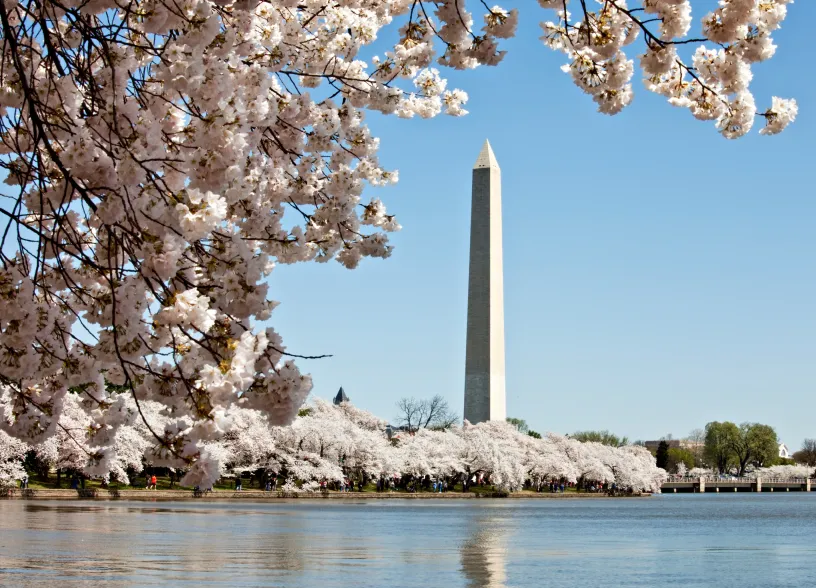 View of the Washington Monument and Cherry Blossoms in Washington DC